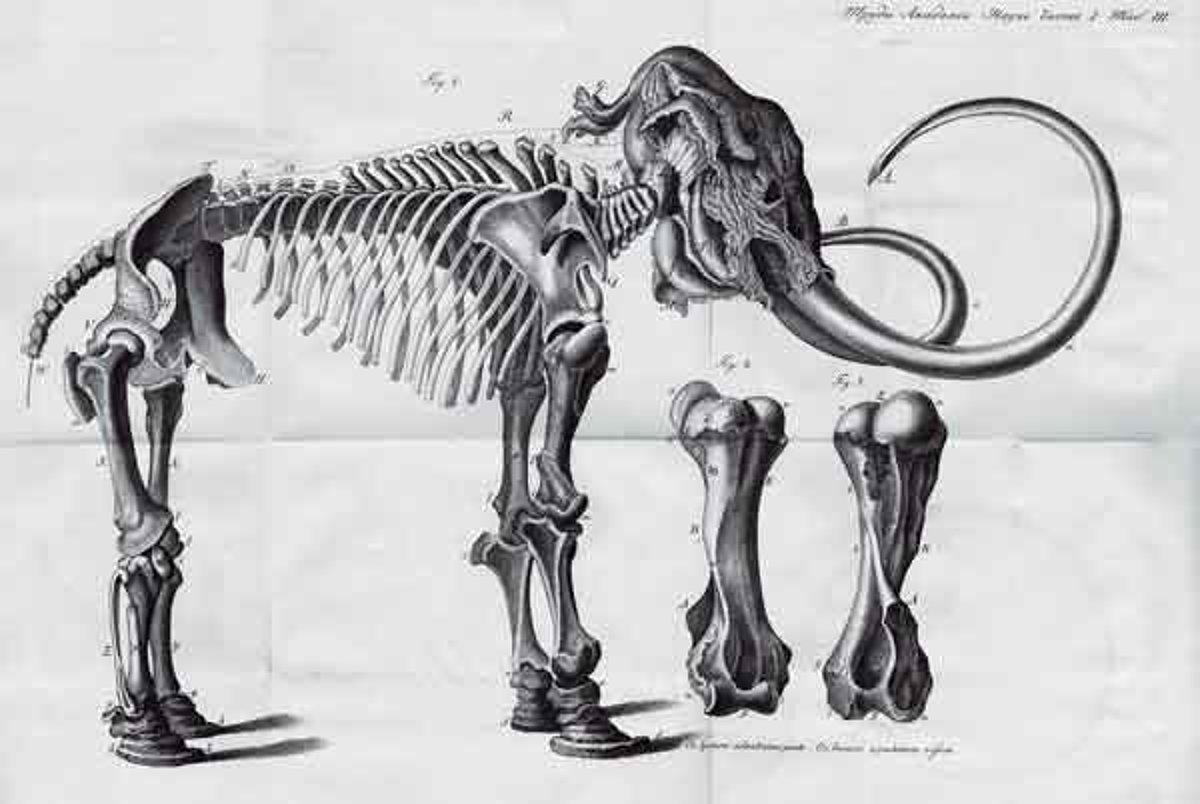 Череп мамонта рисунок